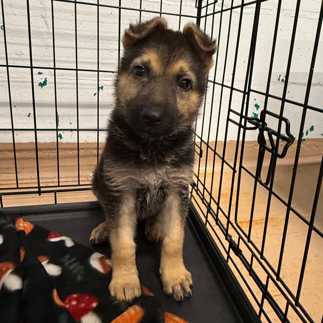Echo