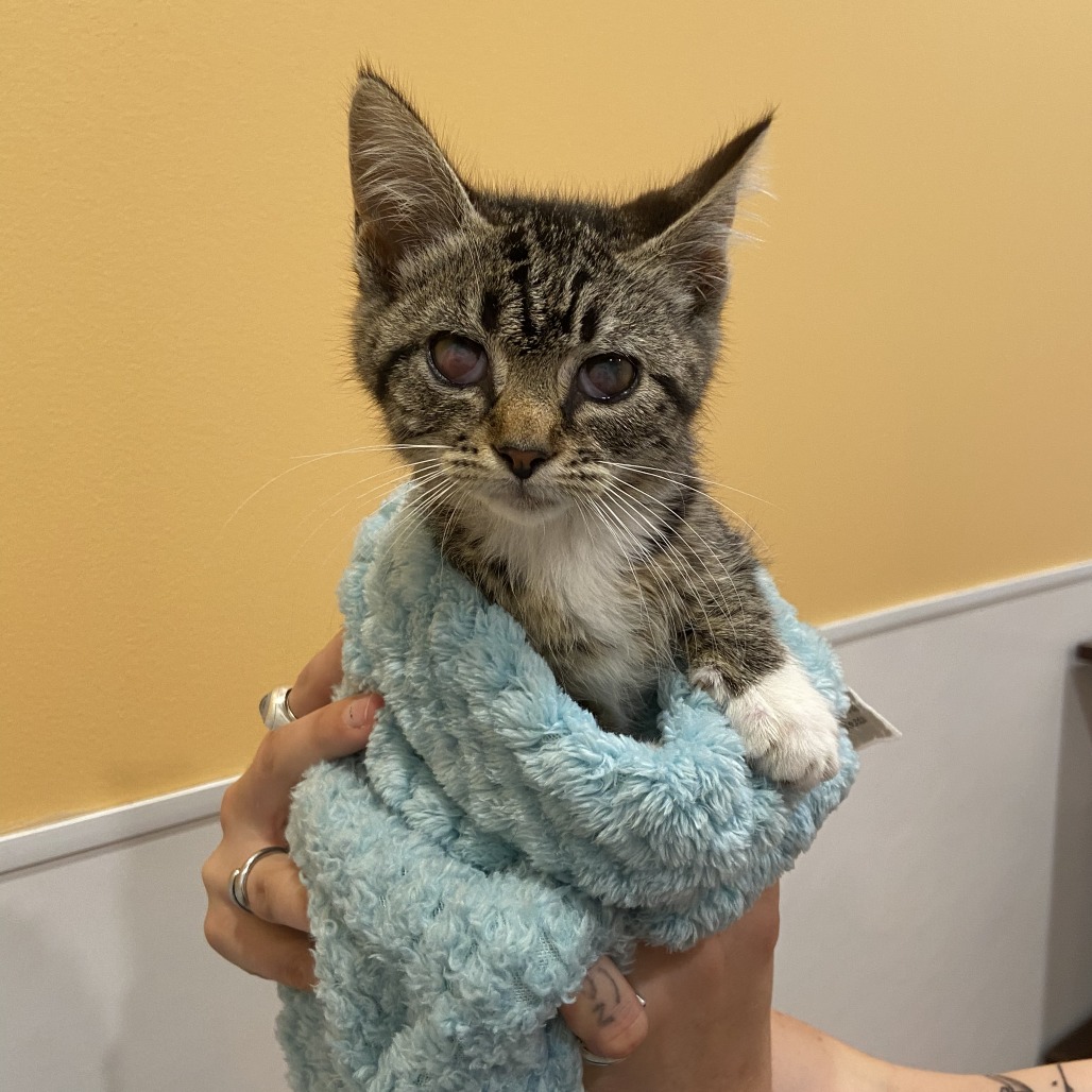 DRAGON - Domestic Shorthair available for adoption