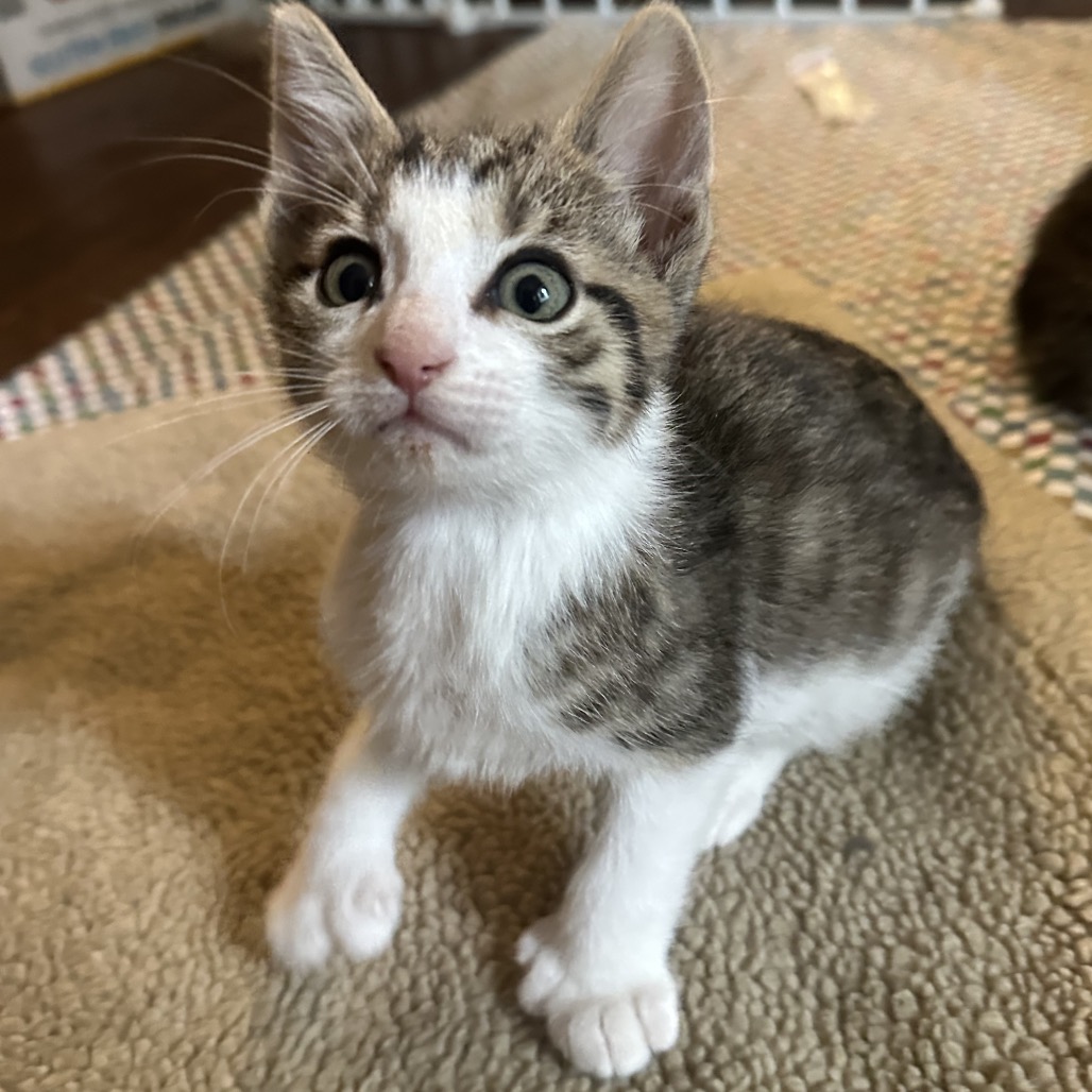 TOENY - Domestic Shorthair / Extra-Toes Cat (Hemingway Polydactyl) available for adoption