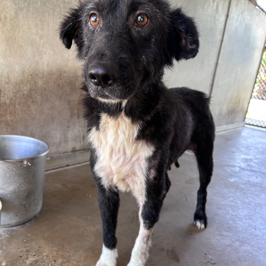 FIBI - Shepherd / Mix available for adoption