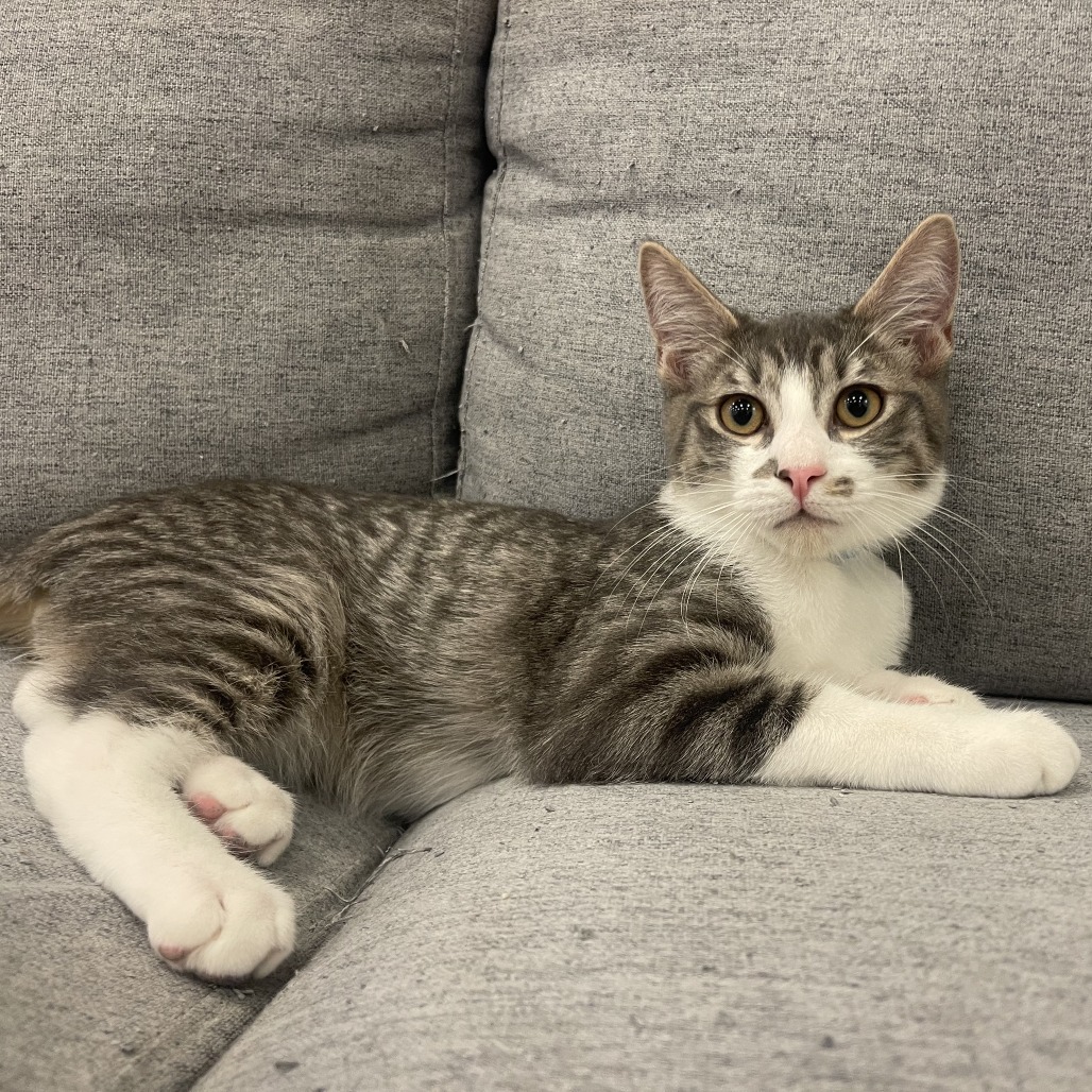 Bisou