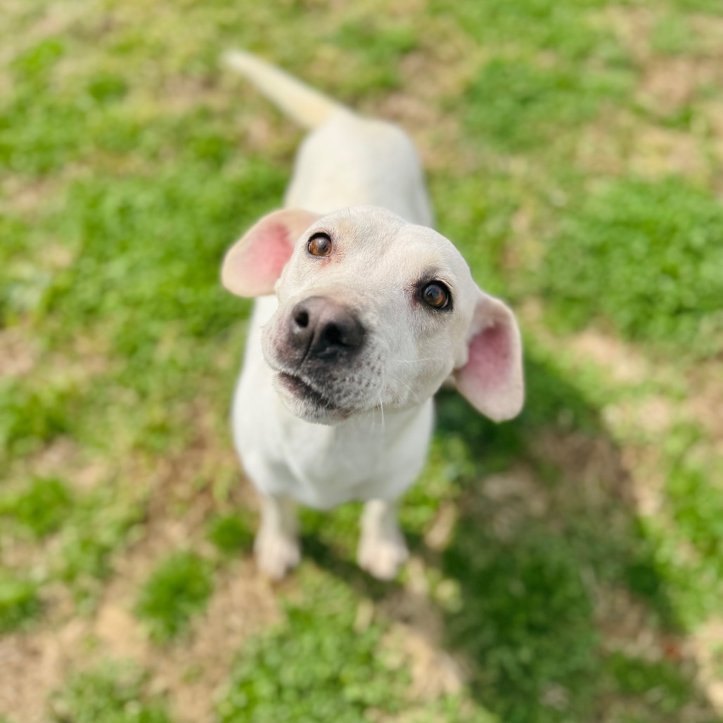 Irish — thumbnail 5