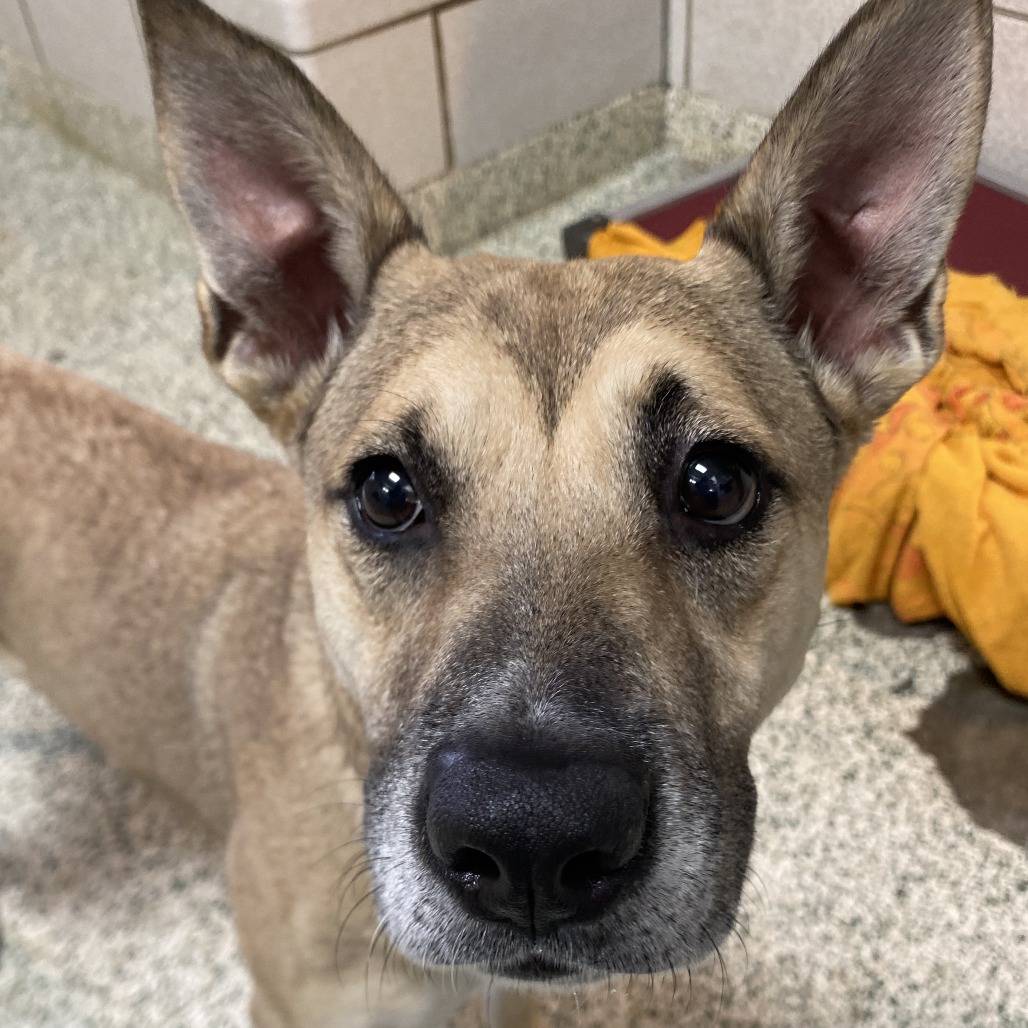 JULIET - Mixed Breed (Medium) available for adoption