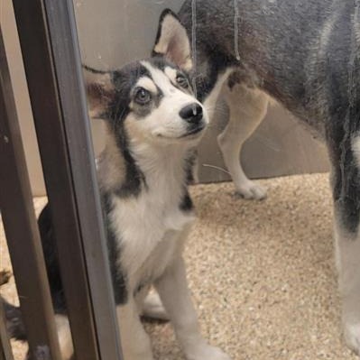 E.T. - Husky available for adoption