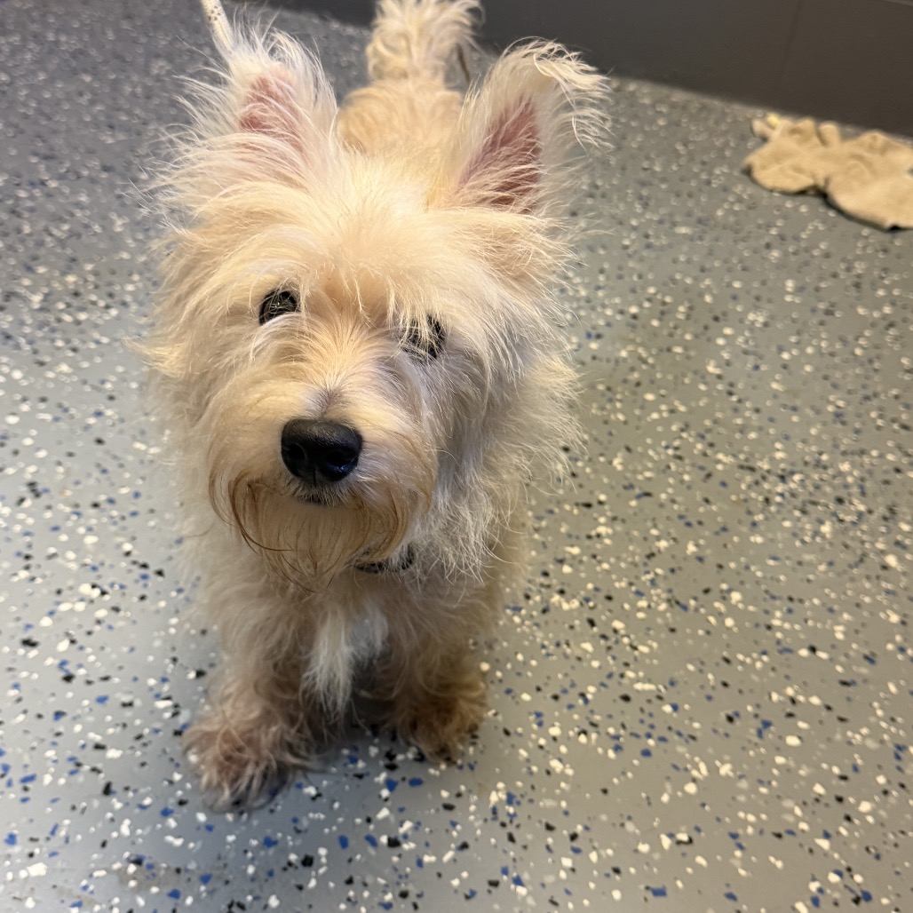 Tusc A 84931