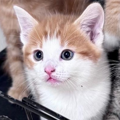 WINSTON - Domestic Shorthair available for adoption