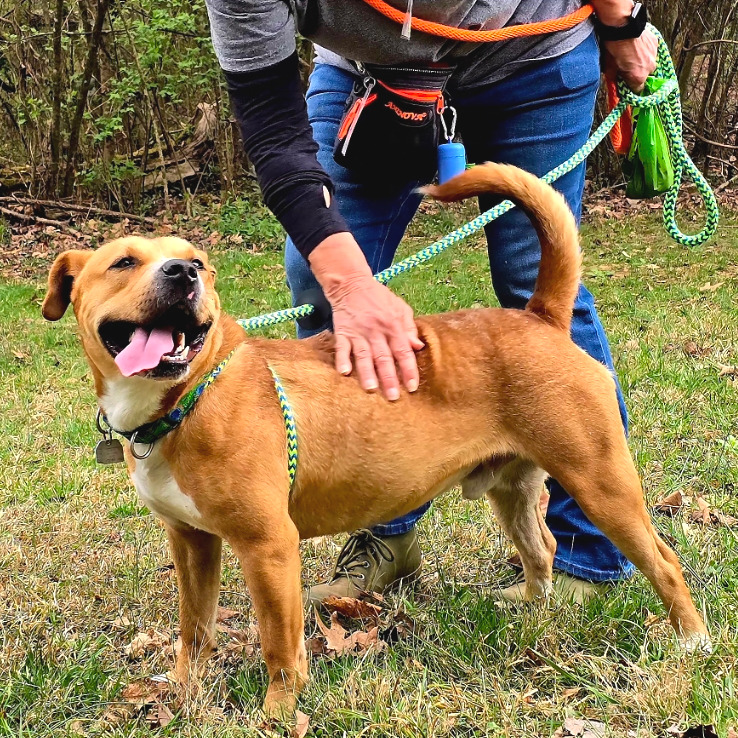 Tralalero Tralala (or Henry) — thumbnail 11