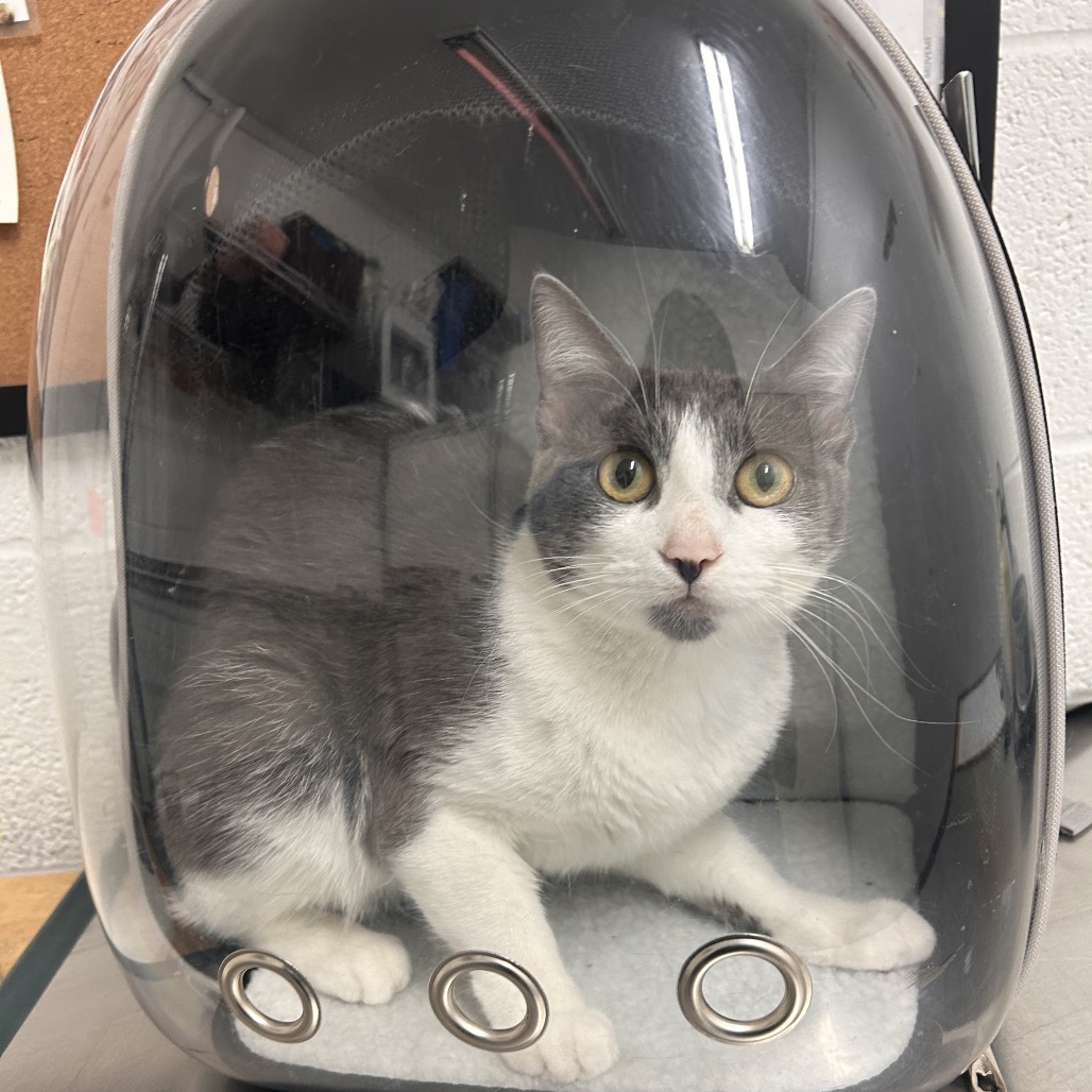 CHARLIE - Domestic Shorthair available for adoption