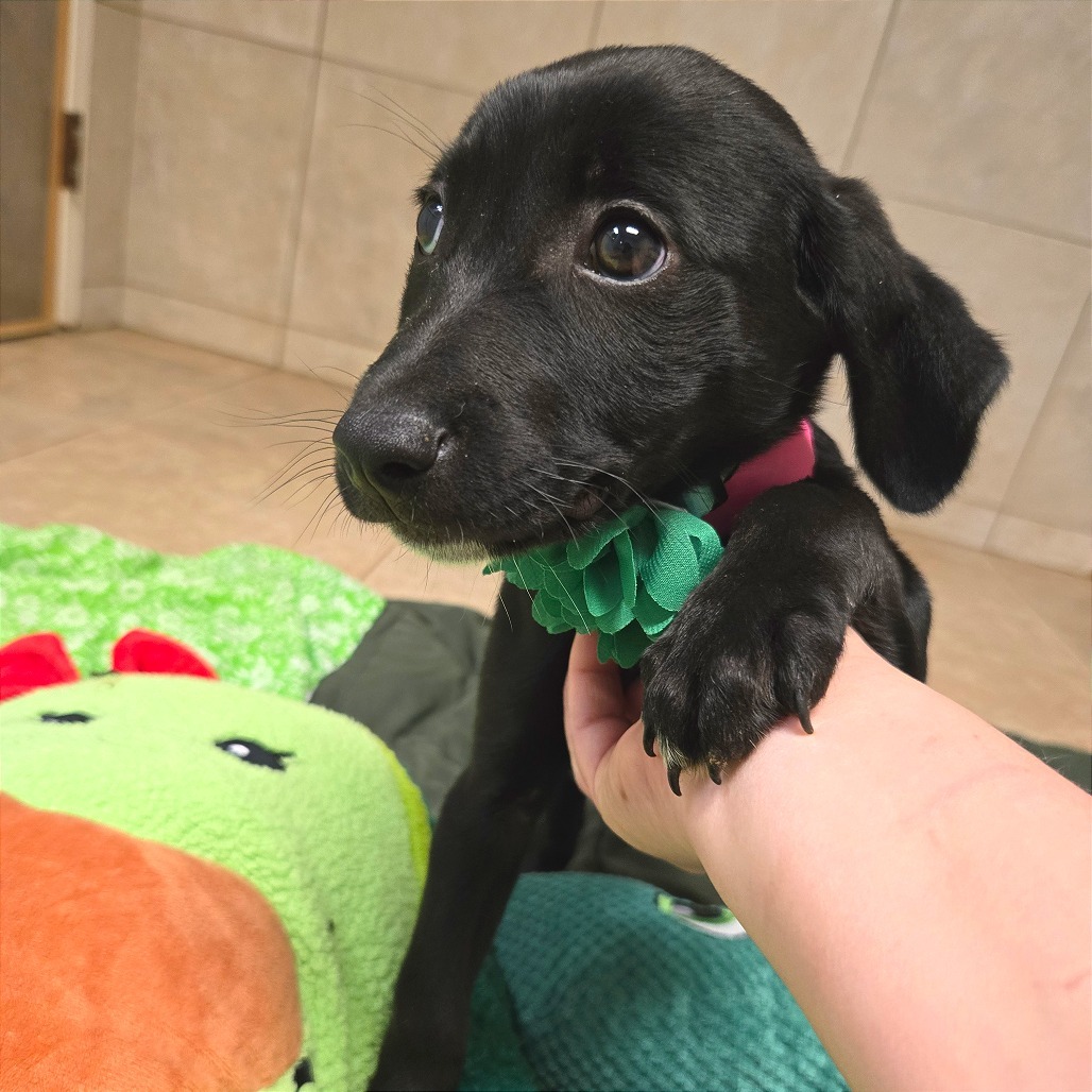 Schnitzel — thumbnail 8