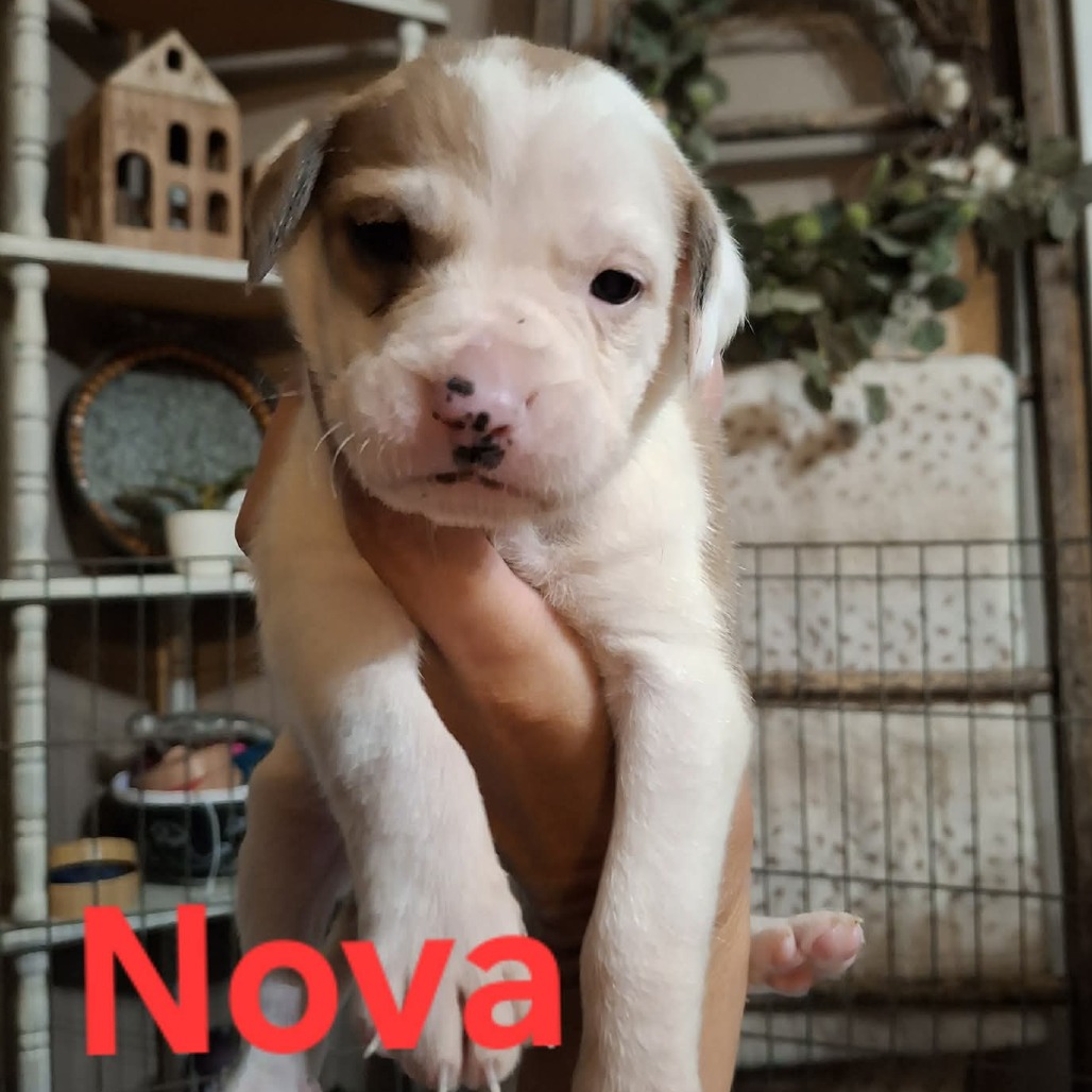 Nova