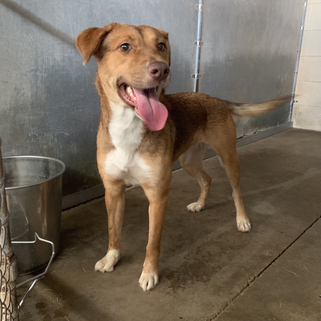 ELOTE - Shepherd / Mix available for adoption