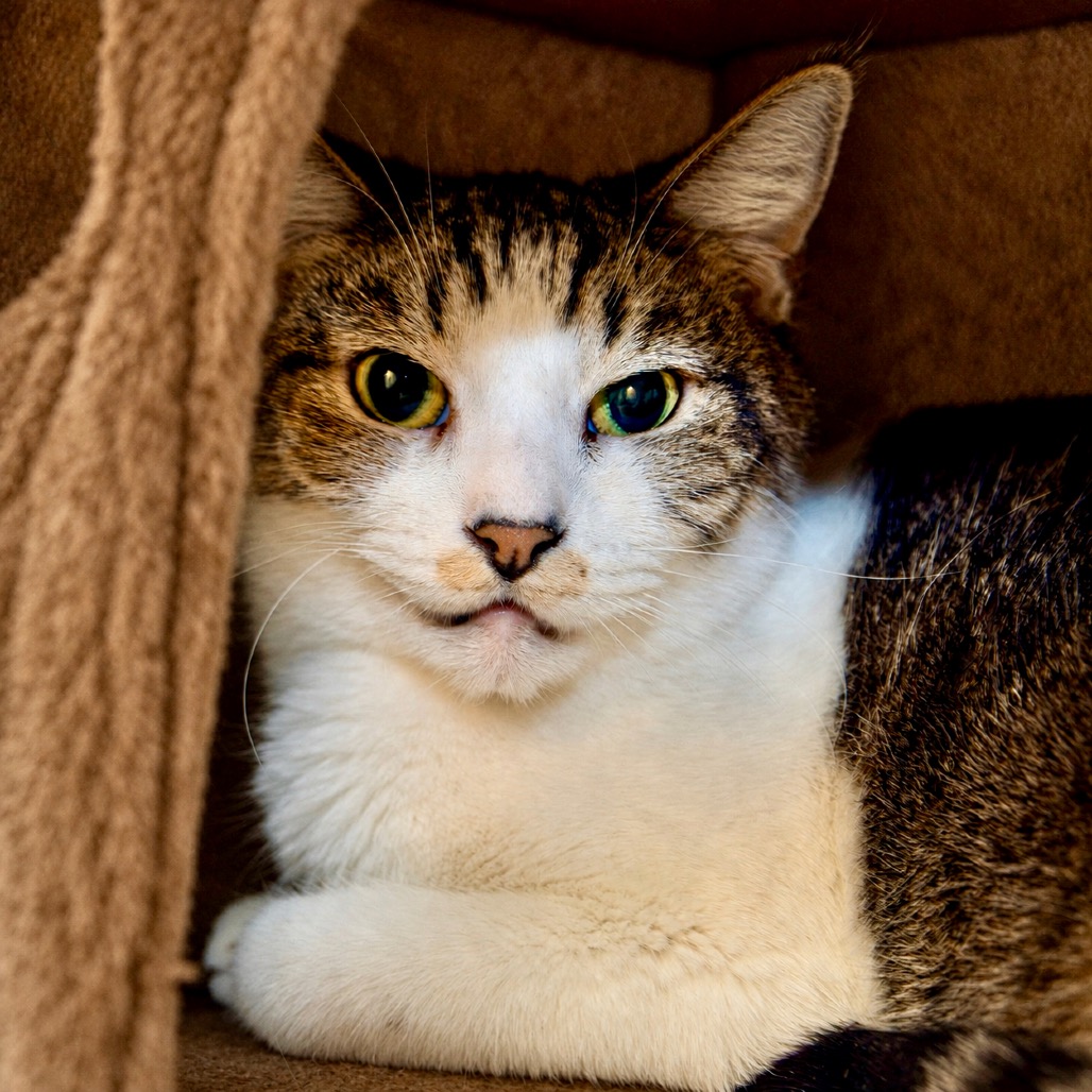 DERICK - Domestic Shorthair for adoption in Henderson