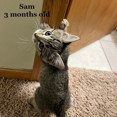 Sam C12416