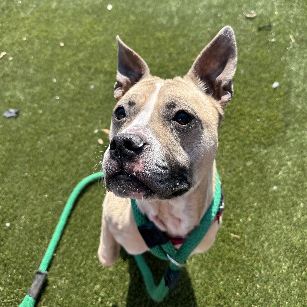 Peaches — thumbnail 4