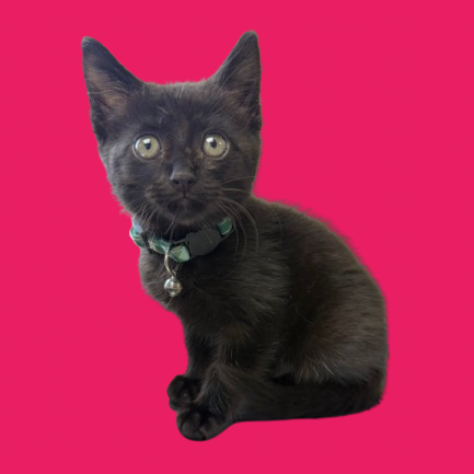 Tusc Stray 82247