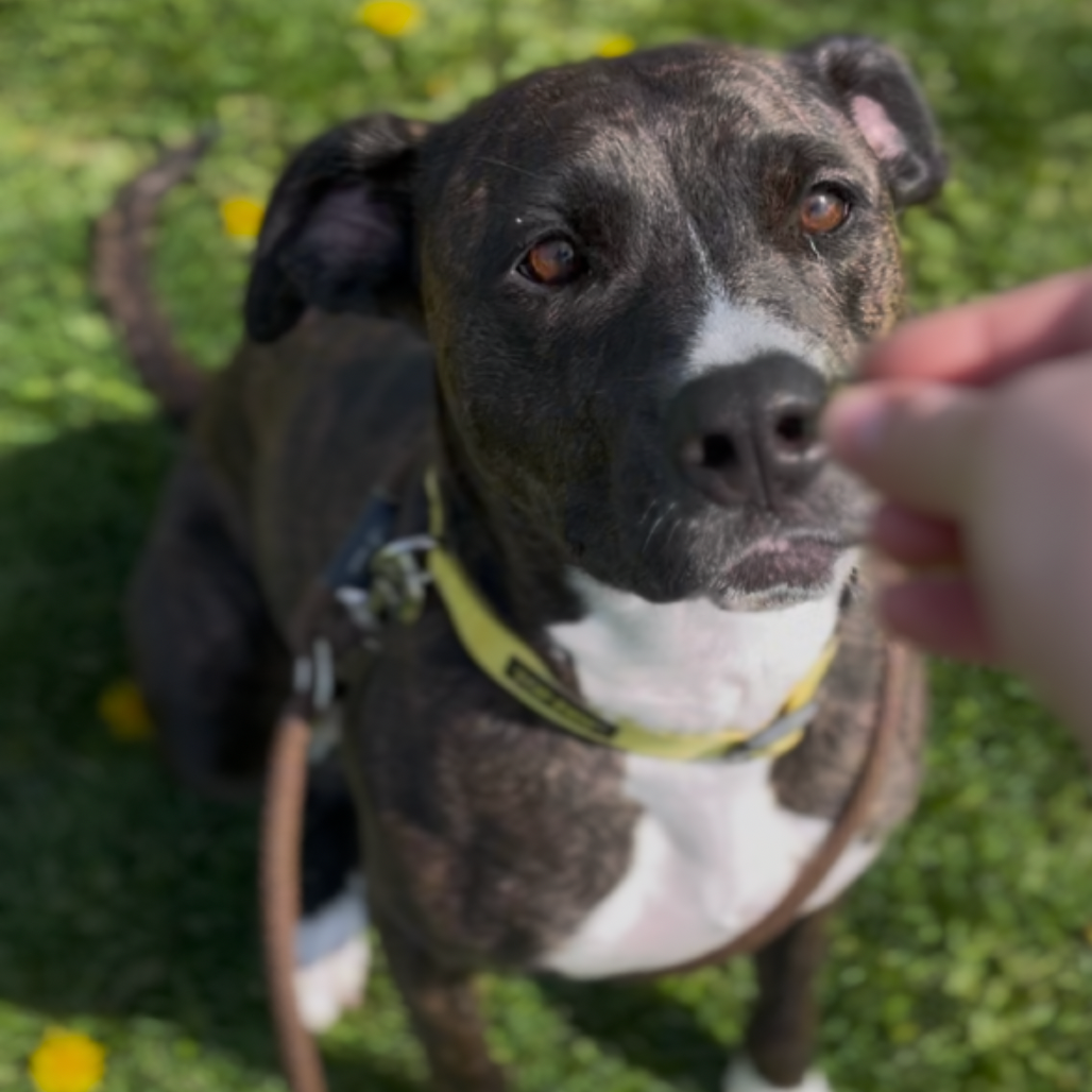Cora