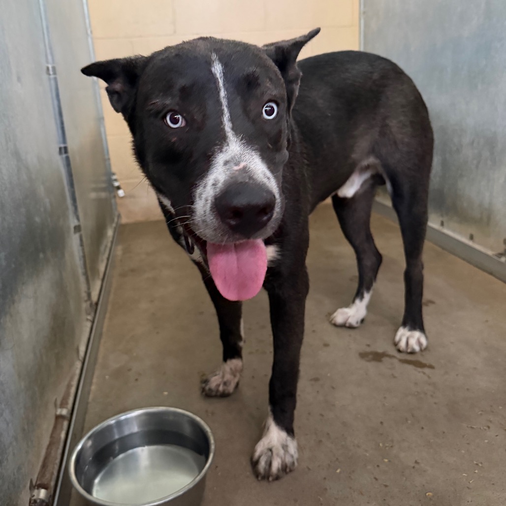 HOWARD - Shepherd / Mix available for adoption