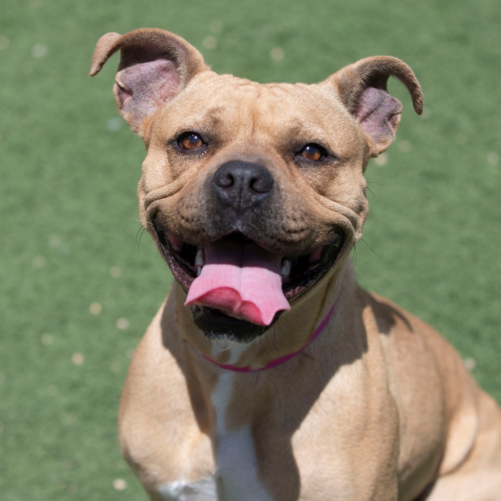 APPLE PIE (MY26-12) - Terrier / Staffordshire Bull for adoption in Colorado Springs