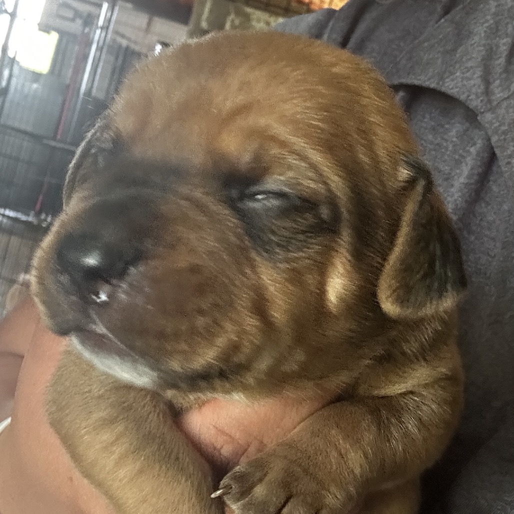 Mixed Breed