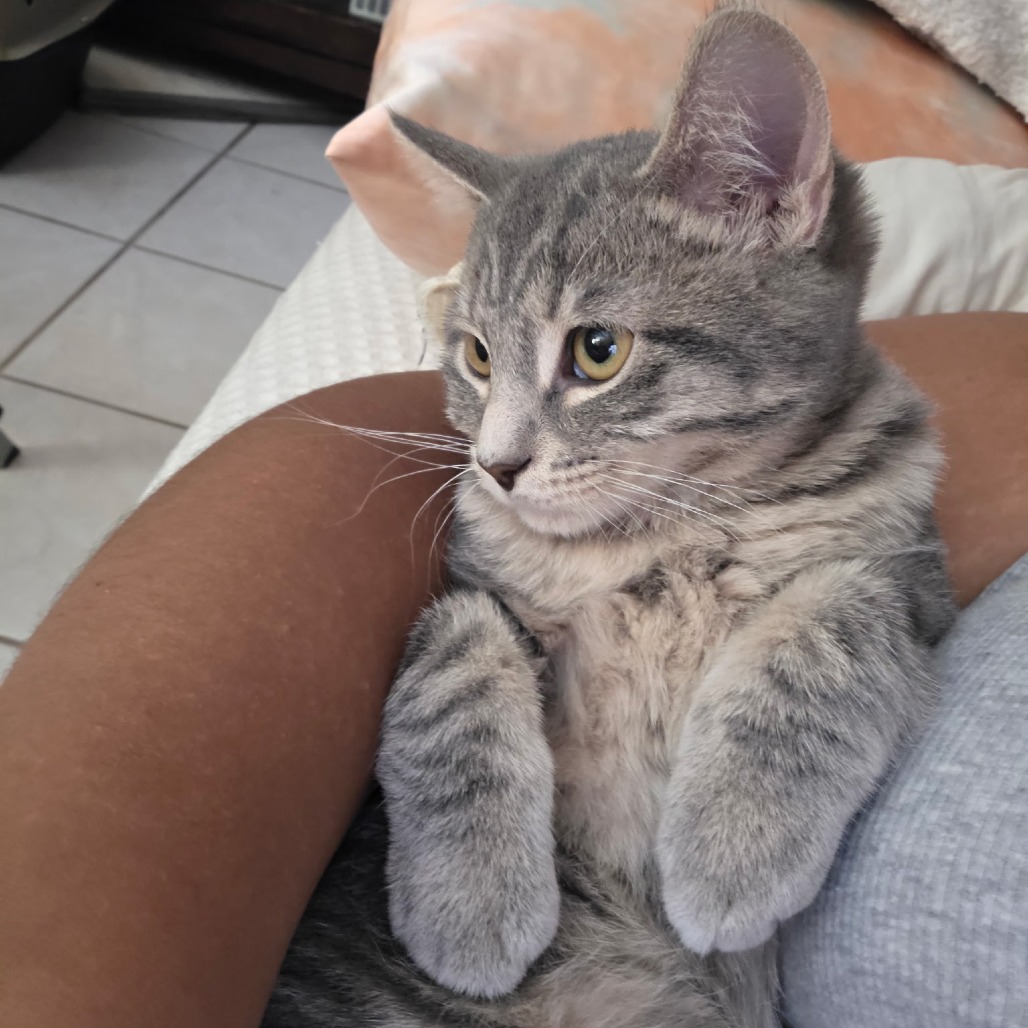 Piccolo, photo 3