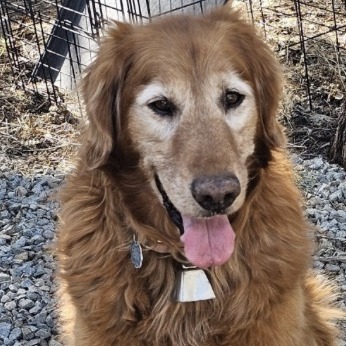 Darla, Retriever, Golden
