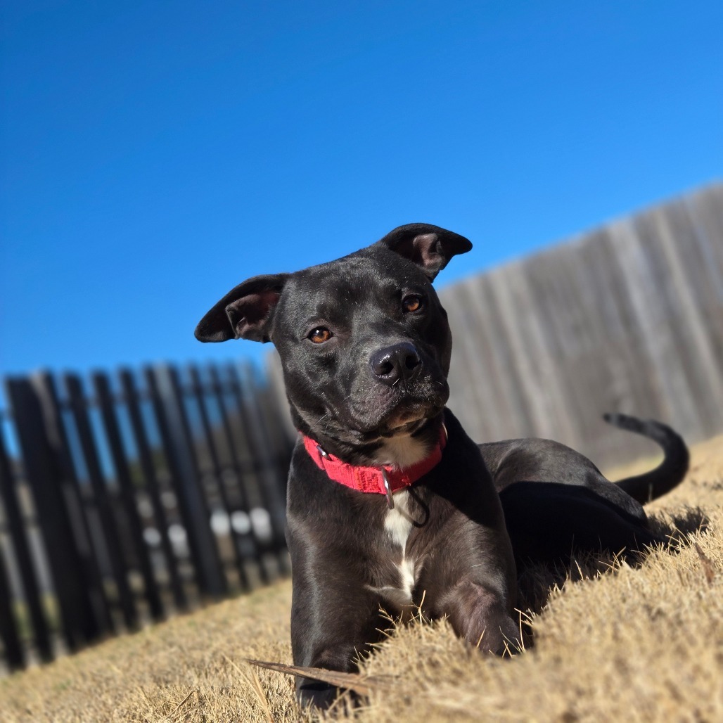 Photo of Pharaoh
