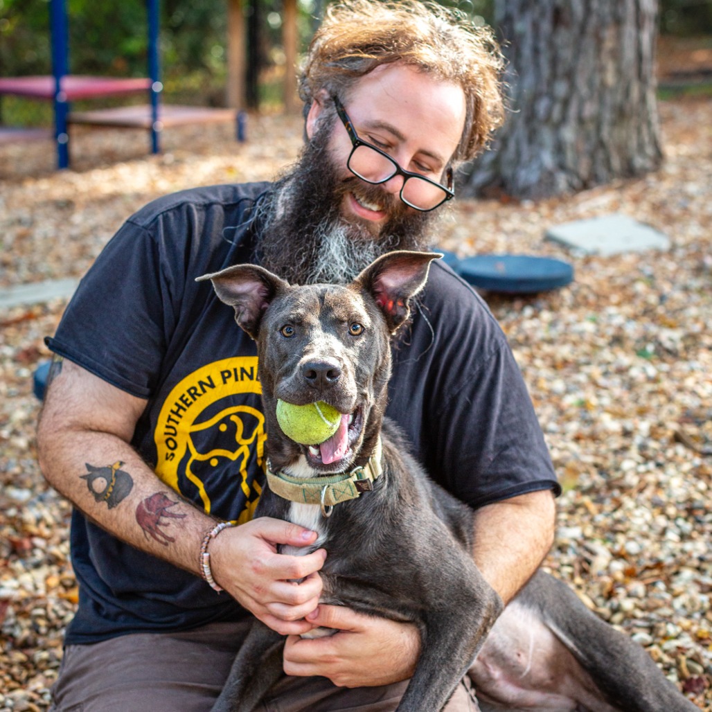 SNOW CONE - Terrier, American Staffordshire / Retriever, Labrador available for adoption