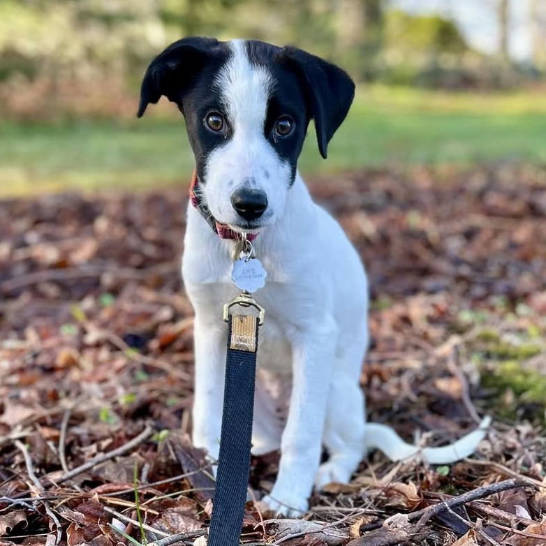 Mixed Breed