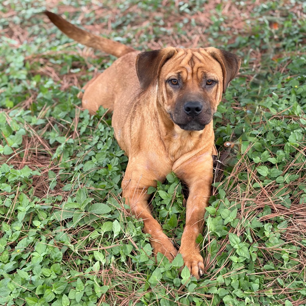 Athena 26-09-108, photo 5