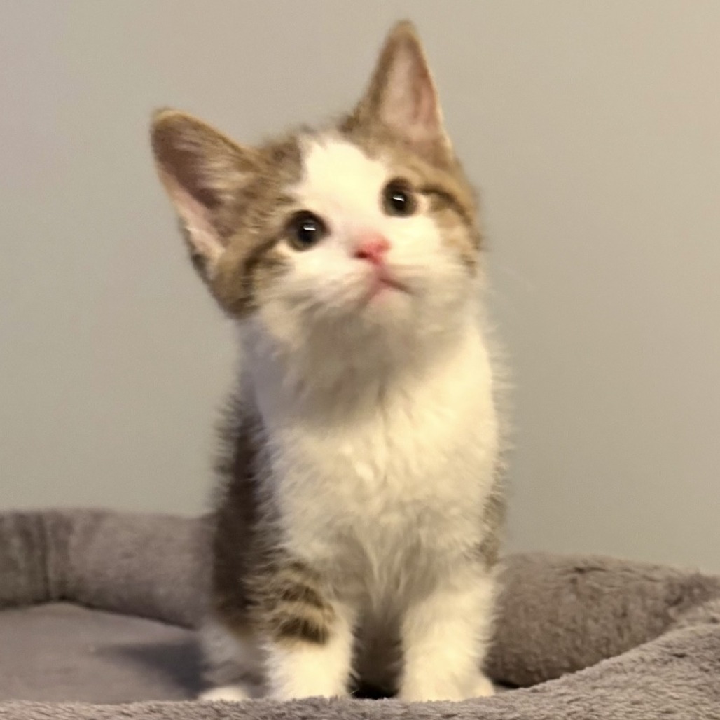 COOLER - Domestic Shorthair available for adoption