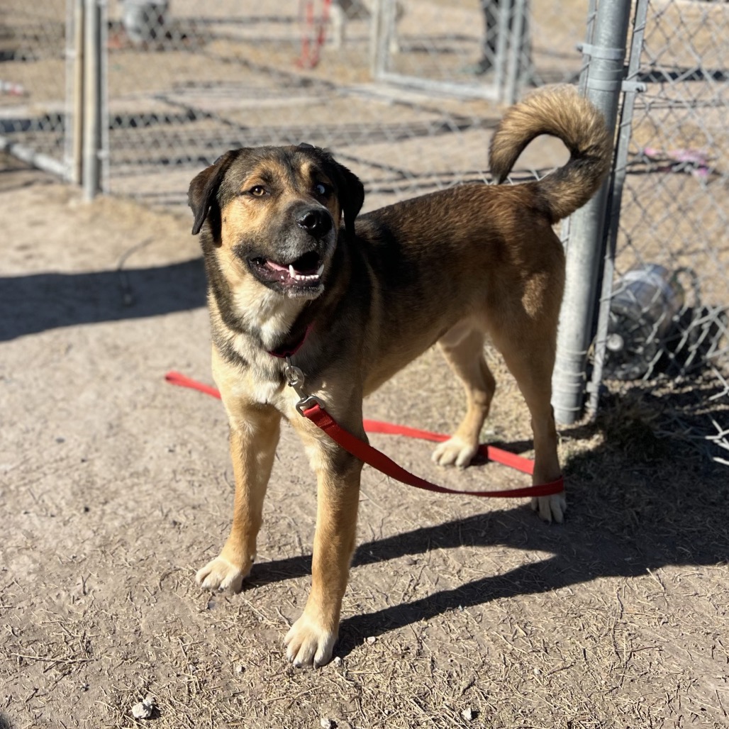 Odin, available for adoption at PVAS