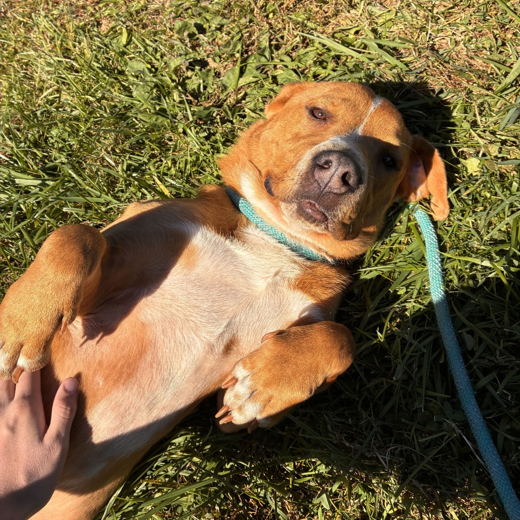 VIENNA SAUSAGE - Hound, Basset / Mixed Breed (Medium) available for adoption