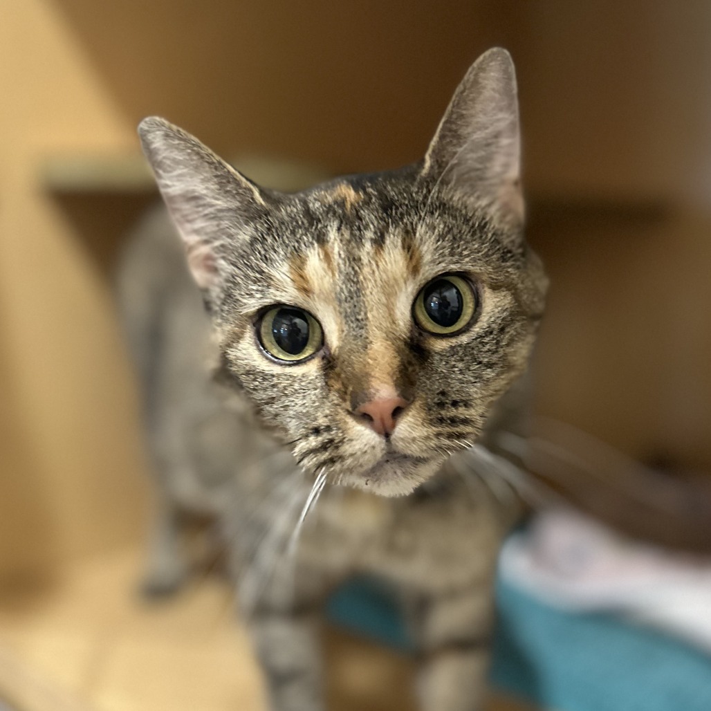 CHI CHI - Domestic Shorthair available for adoption