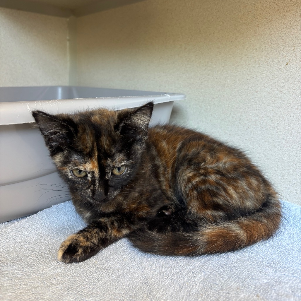 Wusspuss - Domestic Shorthair