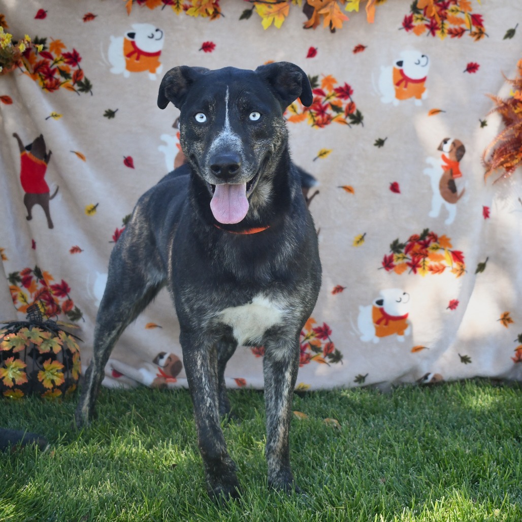 Frank   aka Mr Sinatra, adoptable at Endless Pawsibilities