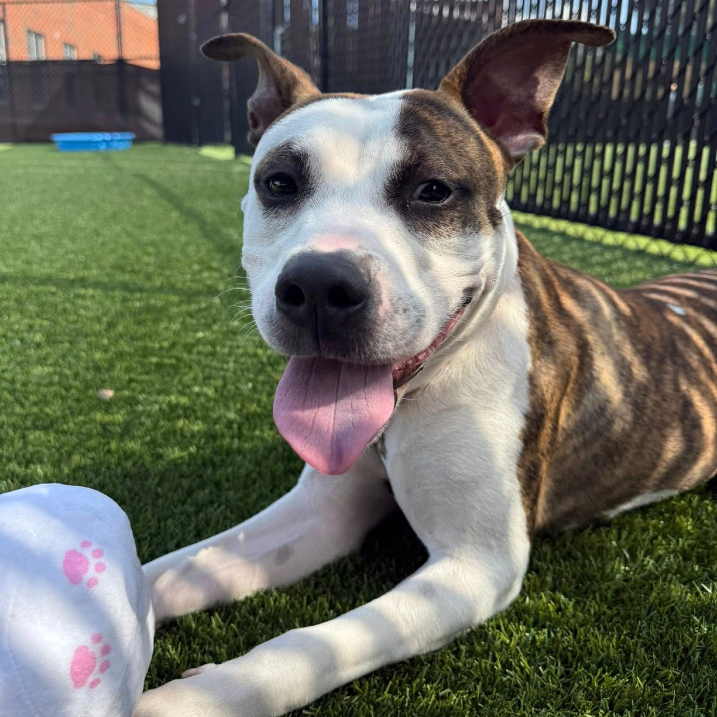 Photo of Bombyx Mori 5