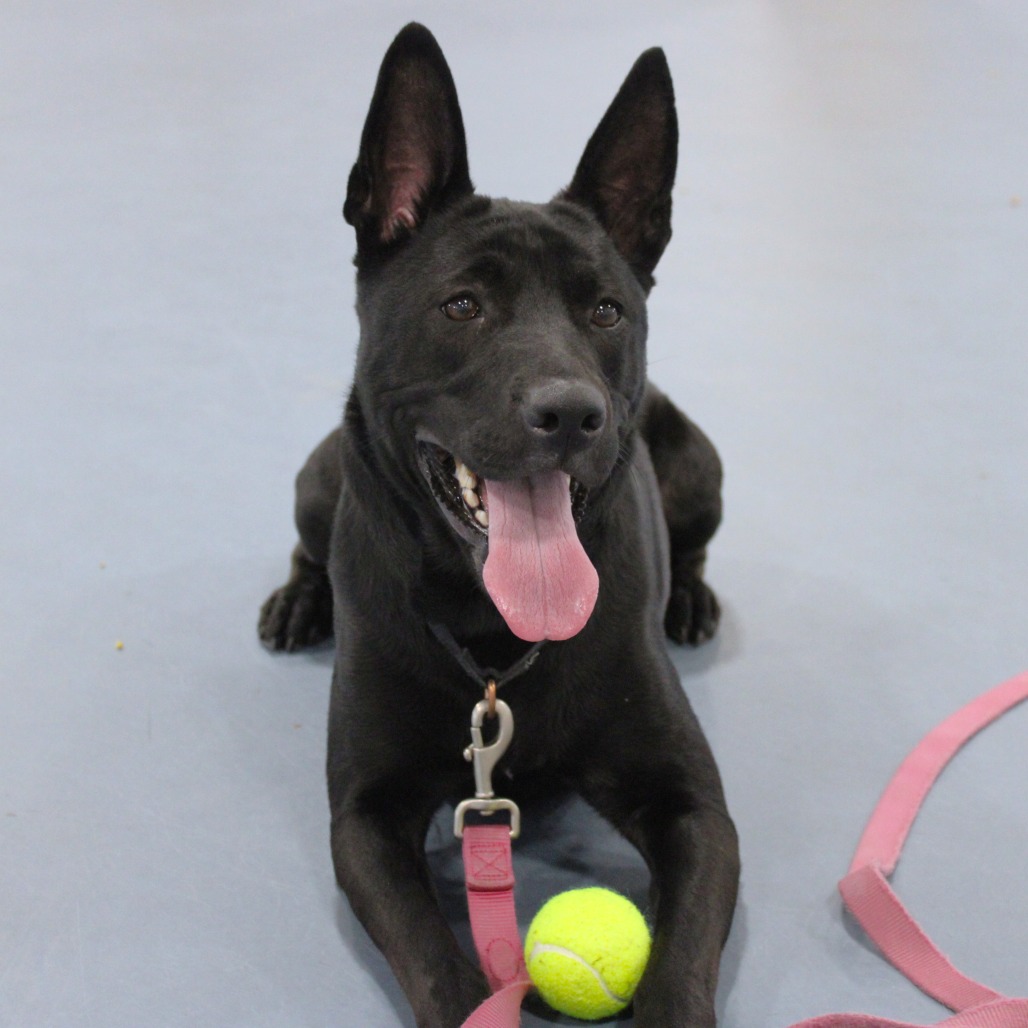 Coco — thumbnail 2