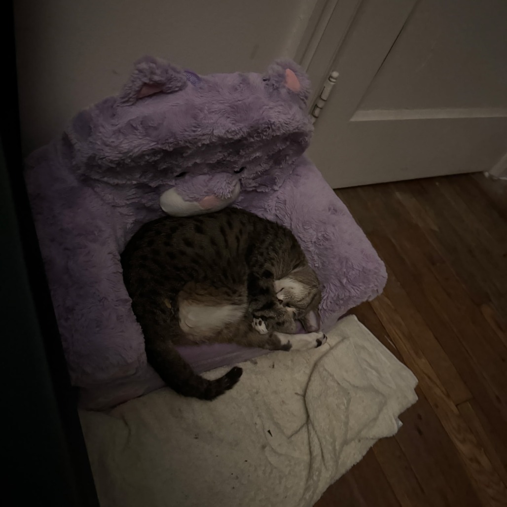 Lolly, photo 8
