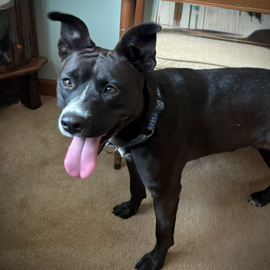 Star is available for adoption at Happy Bark