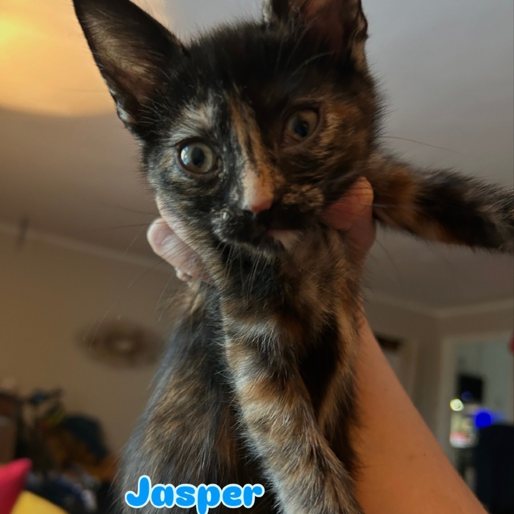 Jasper