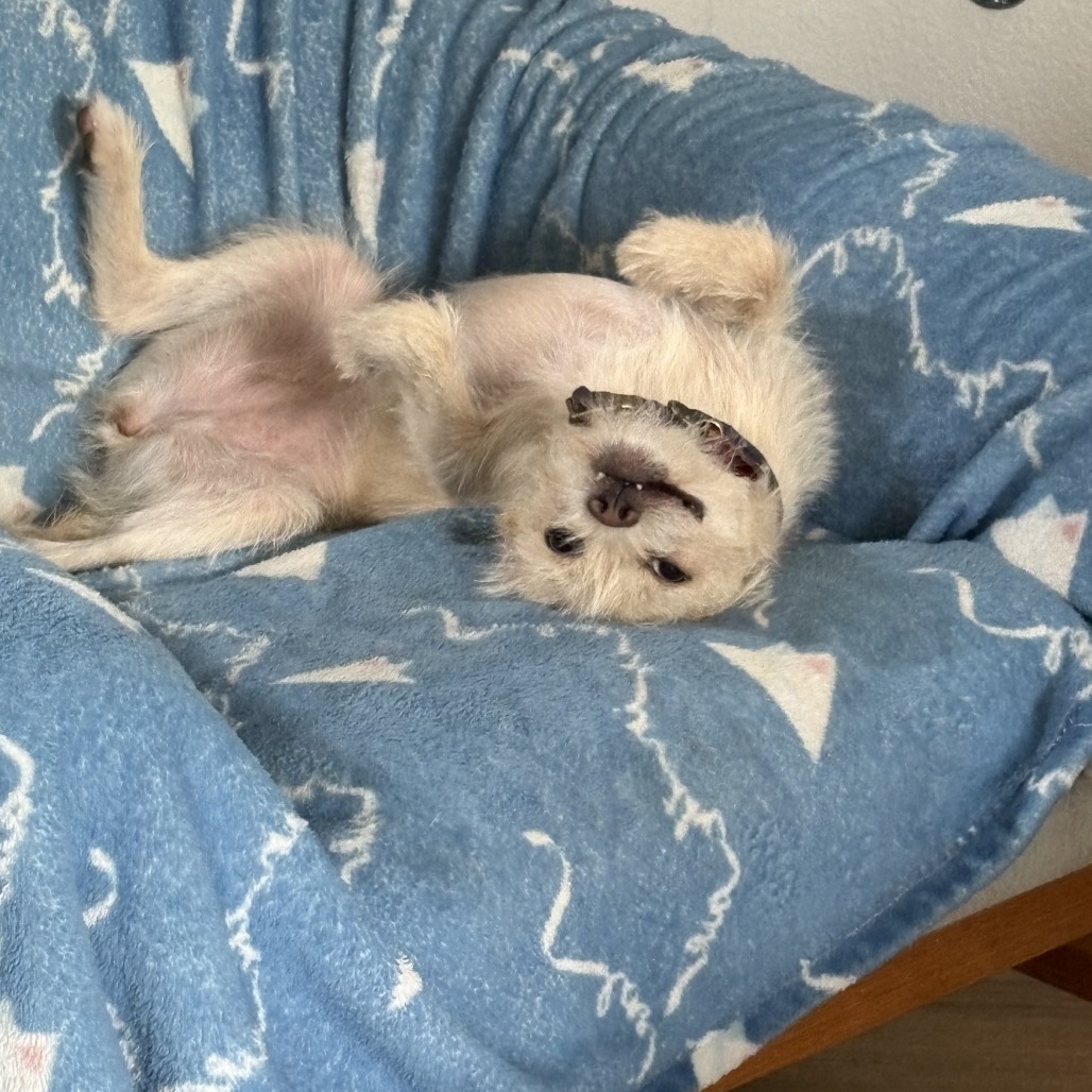 Maizy, photo 16