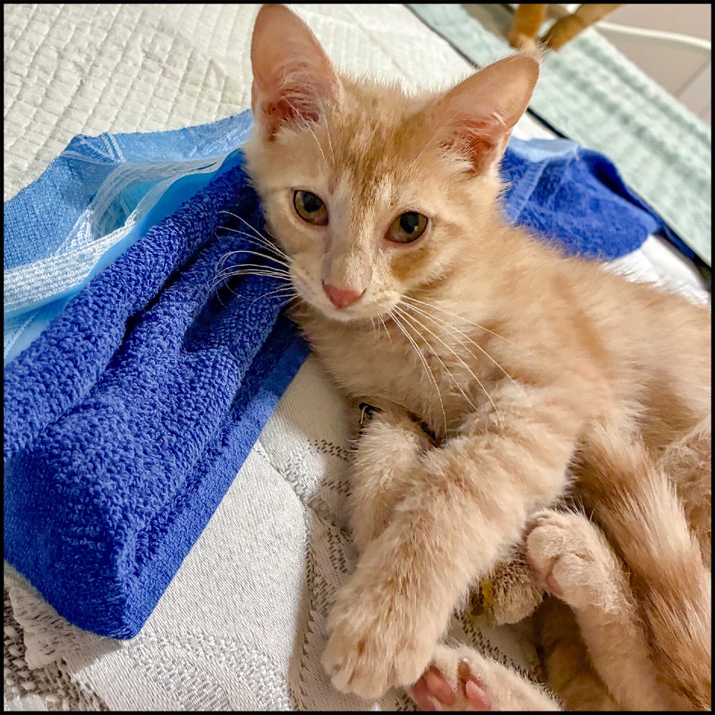 DODGE - Domestic Shorthair for adoption in Roswell
