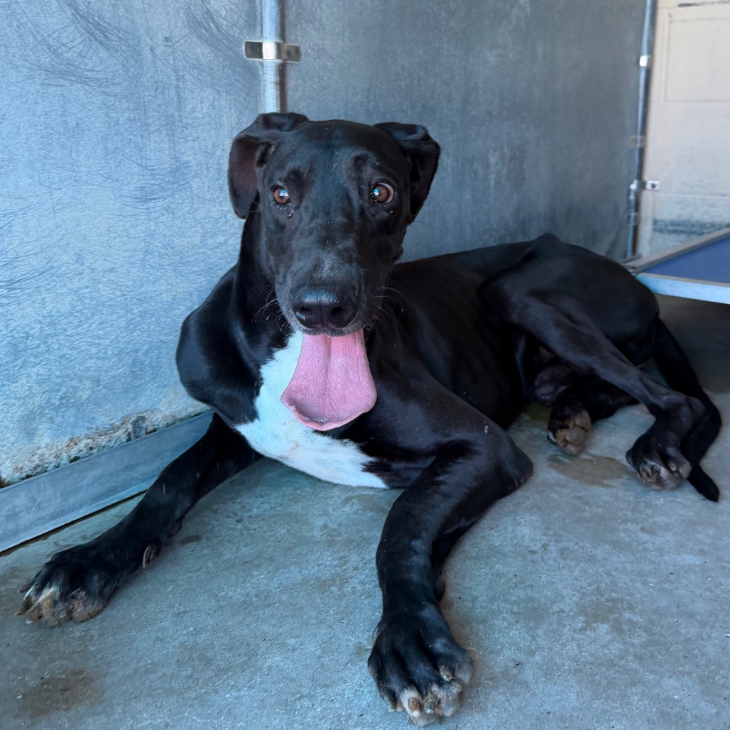 ARMANDO - Great Dane available for adoption
