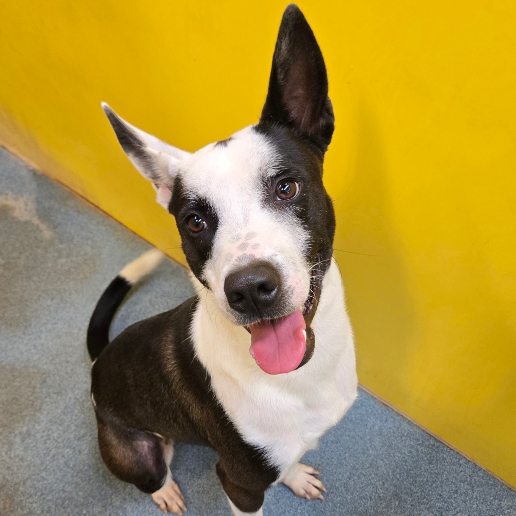 STRUDEL - Terrier / Pit Bull available for adoption