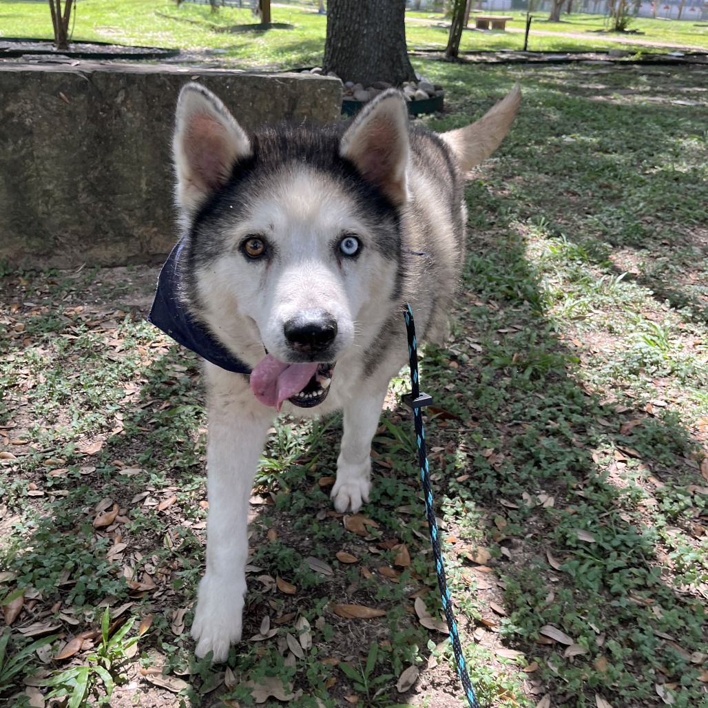 BLIZZARD - Husky / Siberian available for adoption