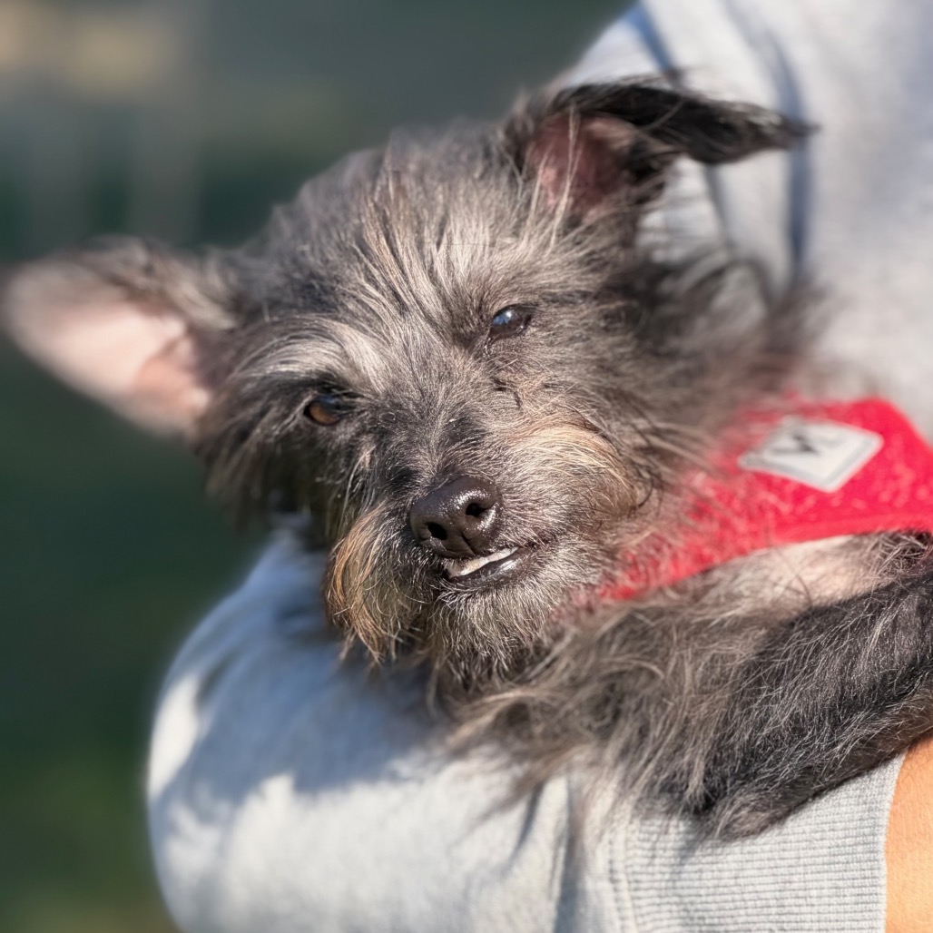 Baxter, photo 8