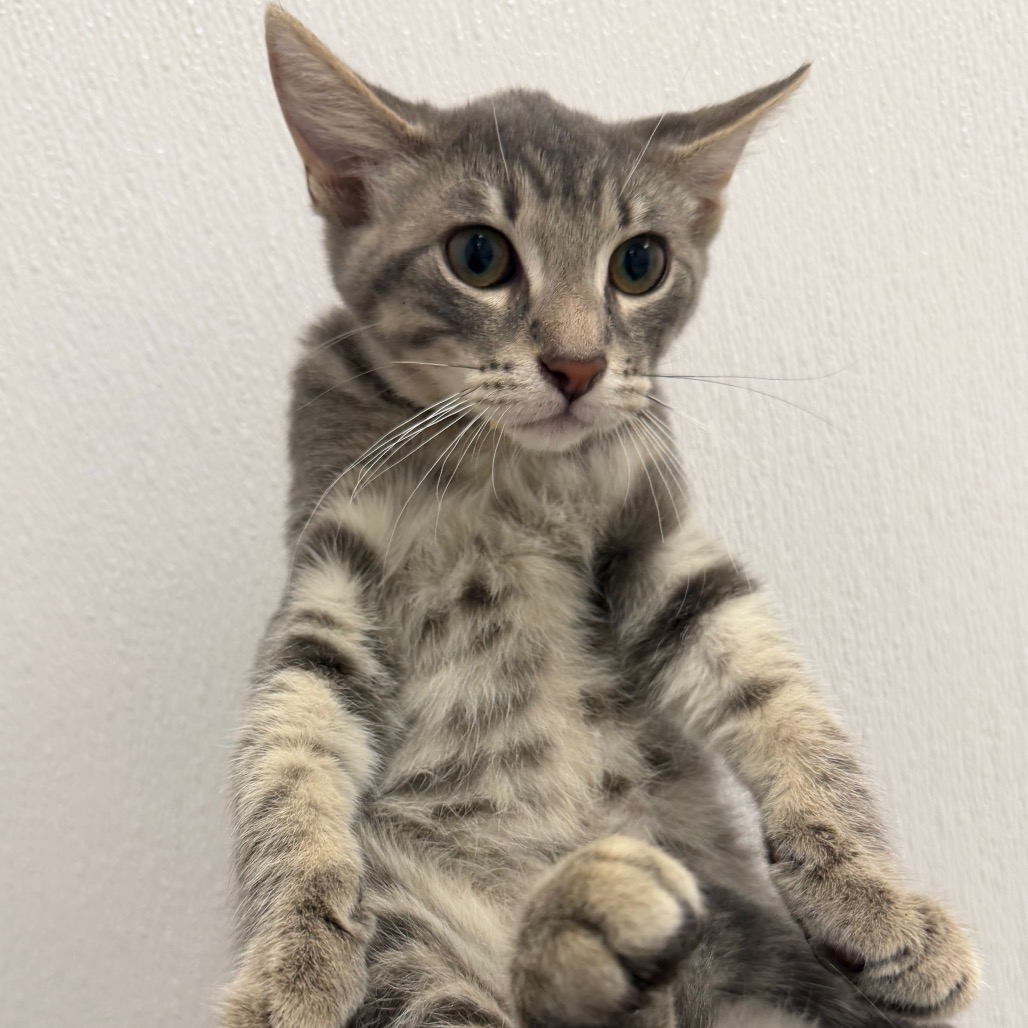 Jupiter - Domestic Shorthair