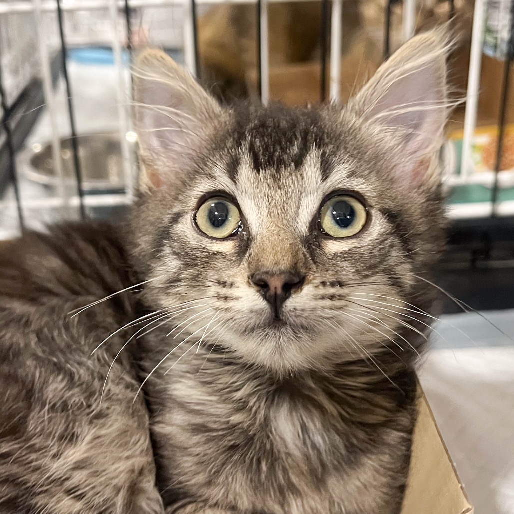 ALFALFA - Domestic Shorthair available for adoption