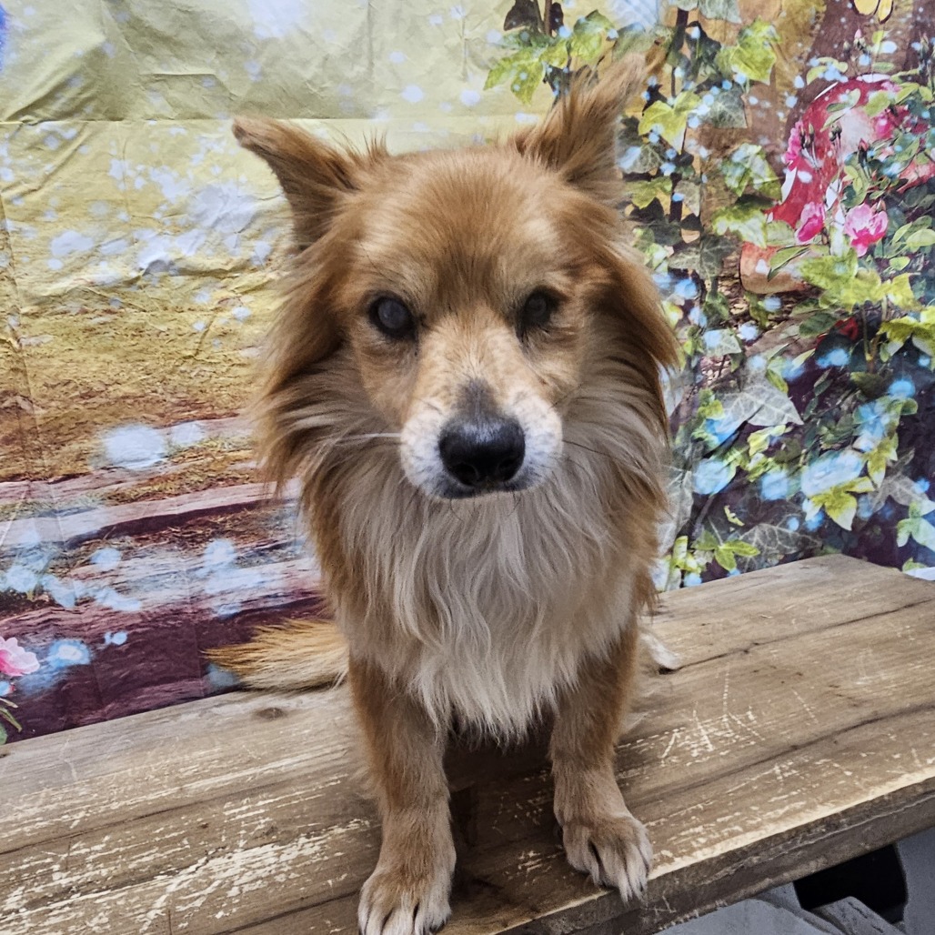 Foxy, photo 3