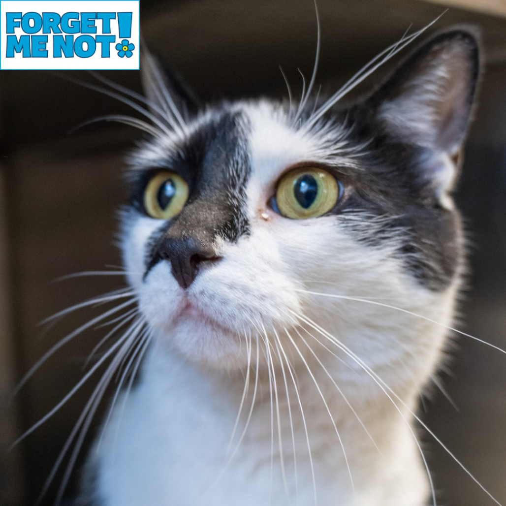 CURRY - Domestic Shorthair available for adoption